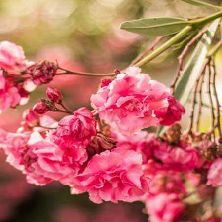 دانلود آهنگ تو یکی بخوای نخوای جون منی دانلود آهنگ تو یکی بخوای نخوای جون منی